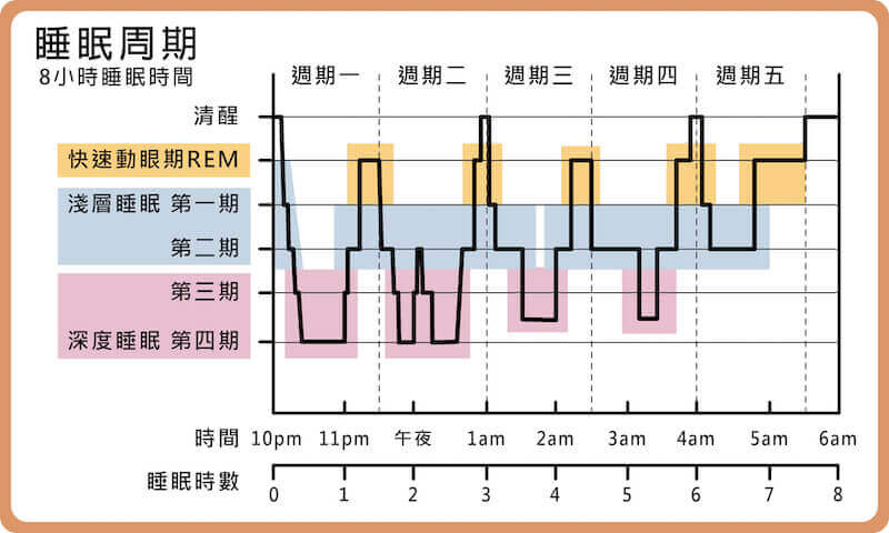 睡眠階段週期-睡眠前半段深層睡眠(深度睡眠)較多，後半段的睡眠則是幾乎沒有深層睡眠(深度睡眠)。