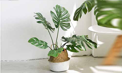 龜背葉植物