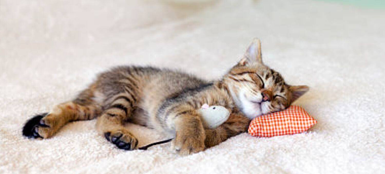 所有的動物都會睡覺休息，但為什麼人類睡眠時需要枕頭？