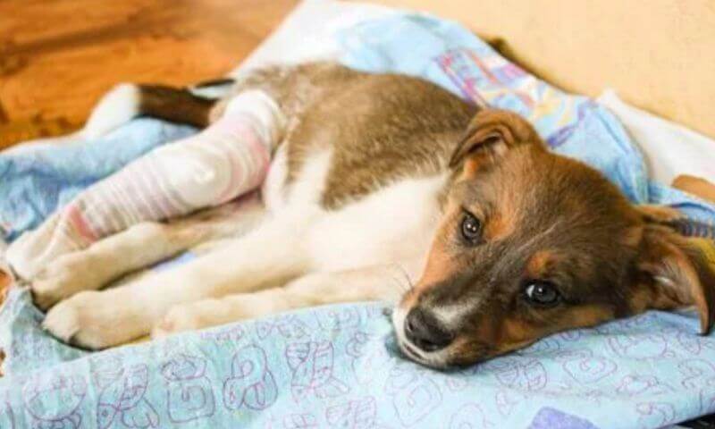 動物保護協會、流浪動物之家接受舊被子捐贈作為愛心物資