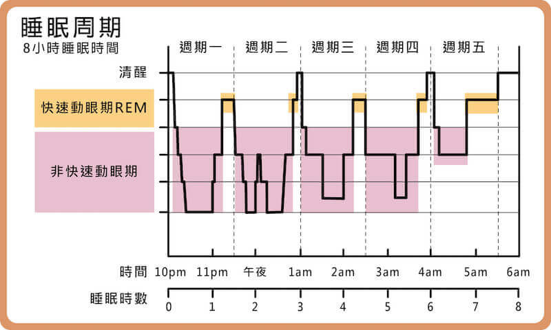 睡眠階段週期-睡眠的前半夜，以非快速動眼期居多，REM睡眠則是出現在睡眠的後半段。