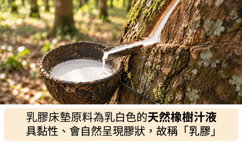乳膠床墊原料為乳白色天然橡樹汁液，具黏性呈現膠狀，故稱乳膠