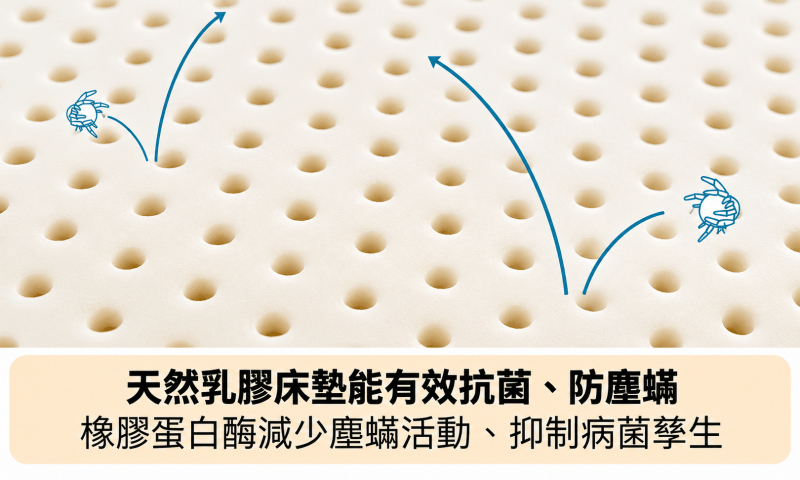 天然乳膠床墊能有效抗菌、防塵蟎，含有橡膠蛋白酶能減少塵蟎活動抑制病菌孳生