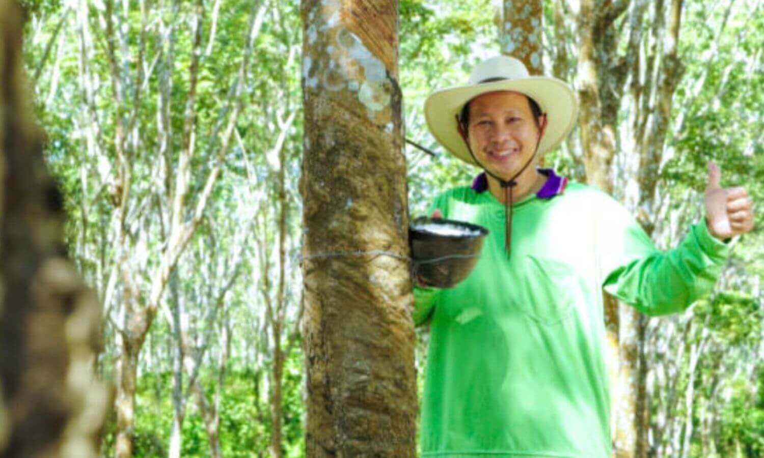 天然乳膠汁液需經由人工採集