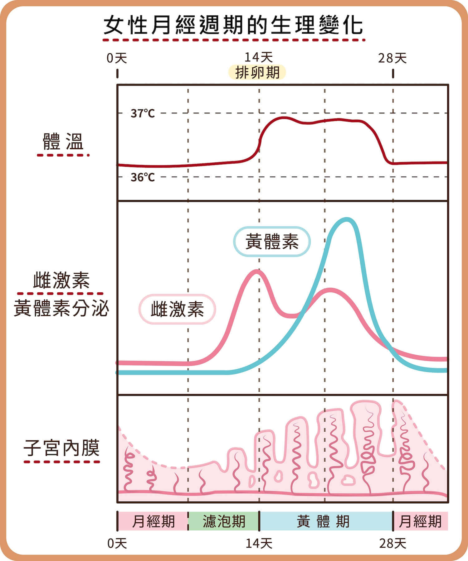 女性月經週期中的生理變化時，各個時期體溫、雌激素與黃體素的荷爾蒙分泌量、子宮內膜都有差異