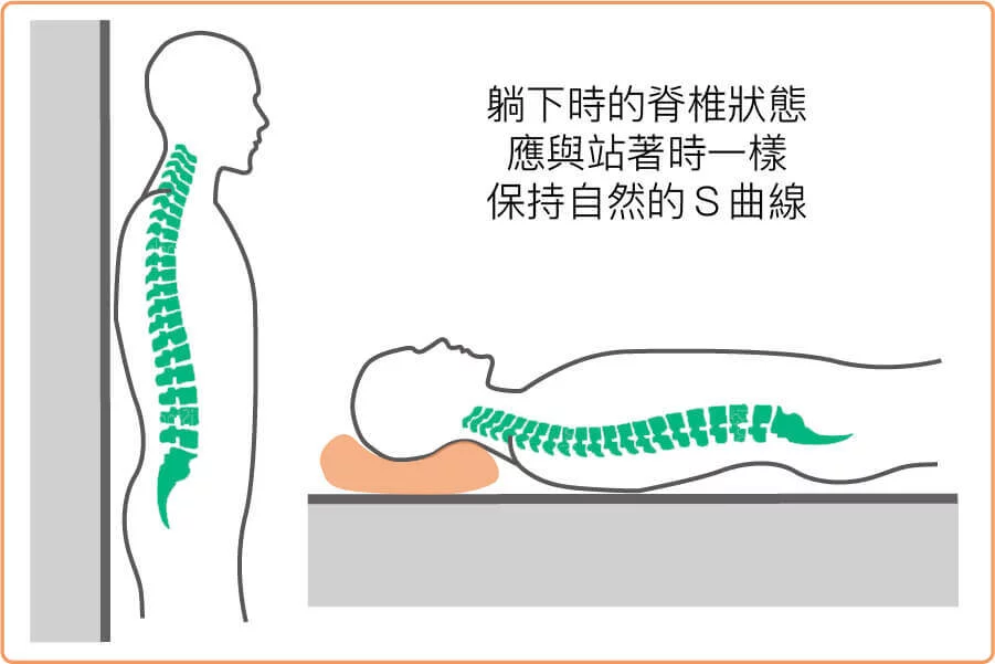 放鬆下的脊椎狀態應該是自然的S型曲線