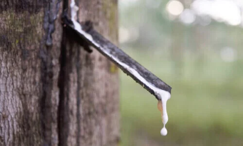 乳膠墊原料-橡樹汁液