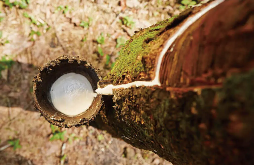 乳膠墊原料-橡樹汁液