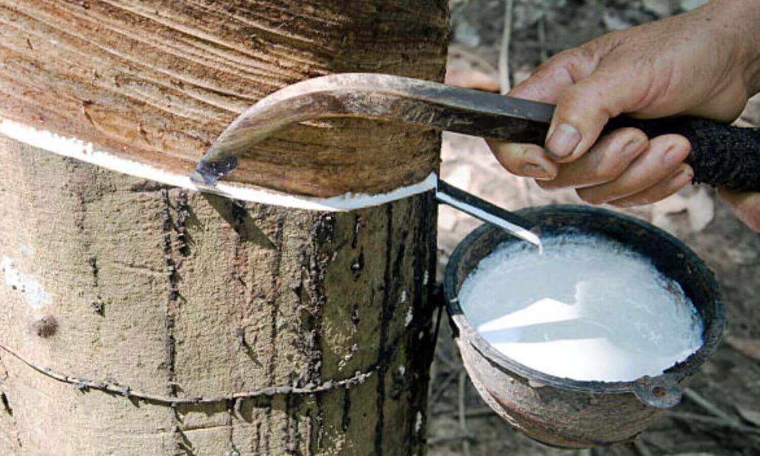 用刀劃開後採集橡膠樹液作為天然乳膠原料