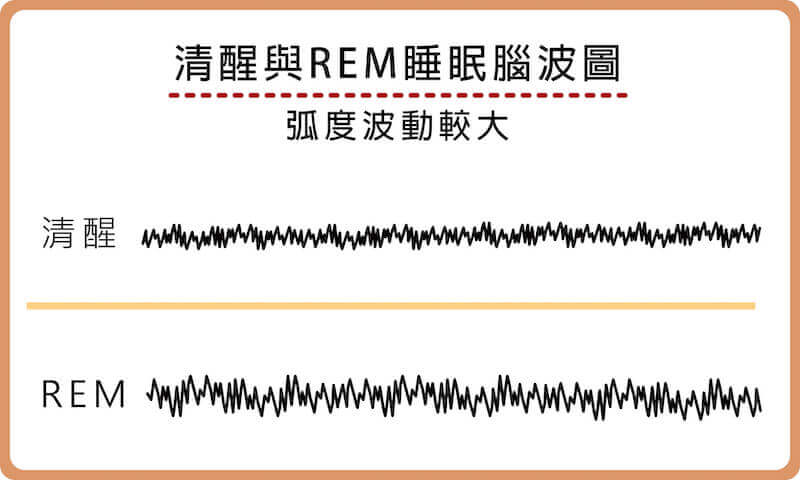 REM睡眠及清醒時的腦波接近，波動幅度較大