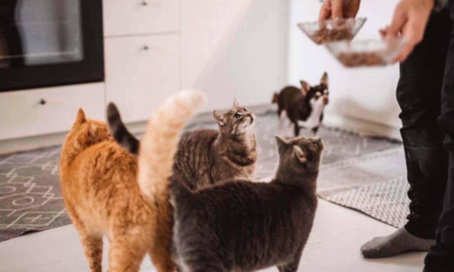 貓咪飼養總數已超過135萬隻，且一戶家庭養多隻貓的比例高，數量超越狗狗
