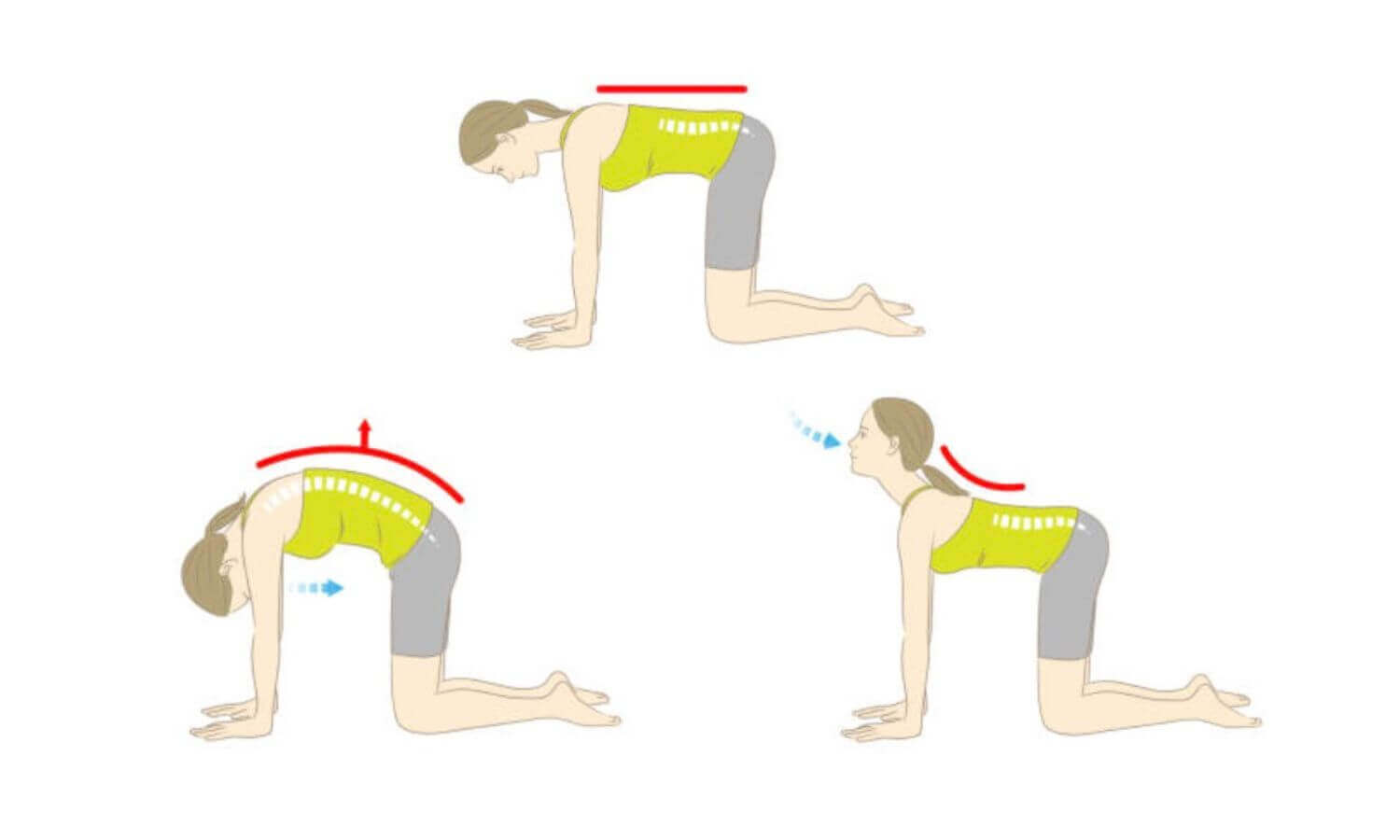 貓式和牛式 (Marjaryasana to bitilasana)